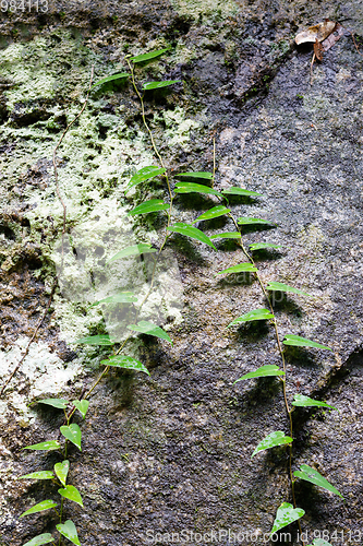 Image of small plant on trees in Madagascar rainforest