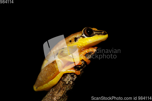 Image of beautiful yellow tree frog, madagascar