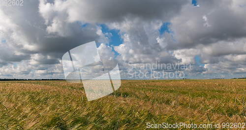 Image of landscape of wheat field at harvest