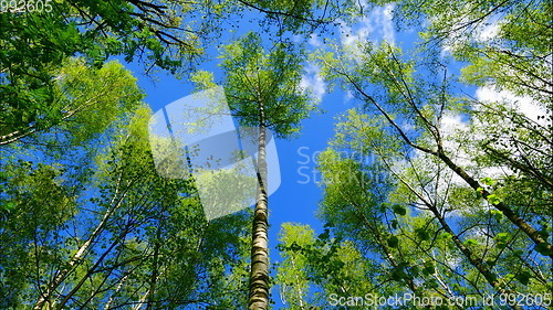 Image of european mixed forest. Tops of the trees. Looking up to the canopy.