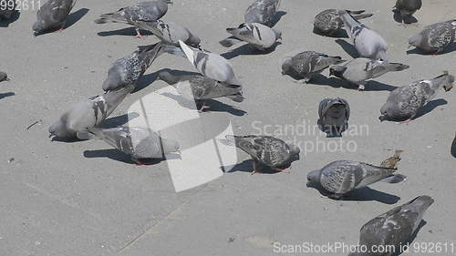 Image of Flock of pigeons feeding on the town square