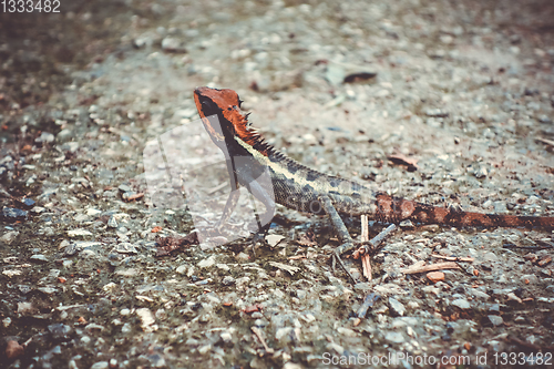 Image of Crested Lizard in jungle, Khao Sok, Thailand