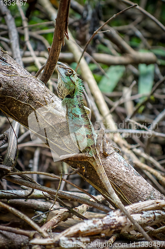 Image of Crested Lizard in jungle, Khao Sok, Thailand