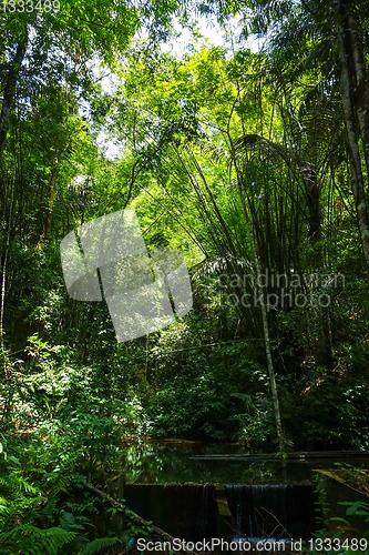 Image of jungle forest, Khao Sok, Thailand