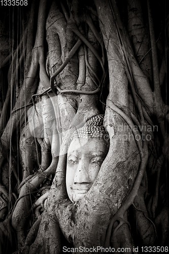 Image of Buddha Head in Tree Roots, Wat Mahathat, Ayutthaya, Thailand