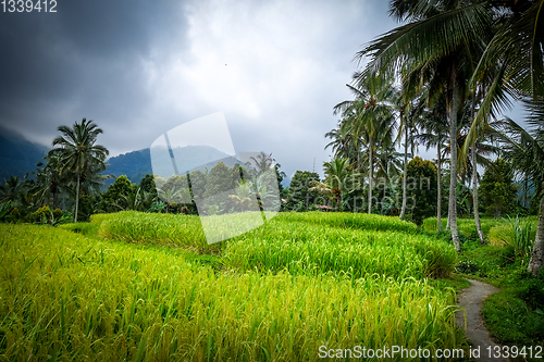 Image of Paddy field rice terraces, Munduk, Bali, Indonesia