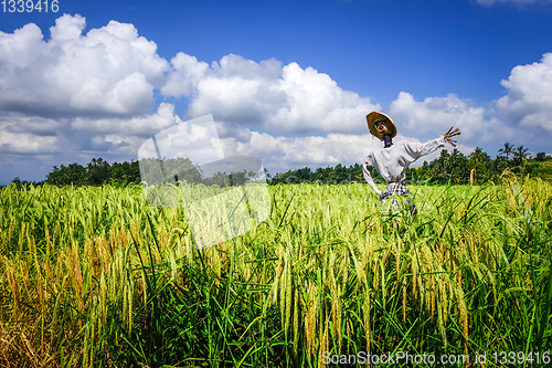 Image of Scarecrow in Jatiluwih paddy field rice terraces, Bali, Indonesi