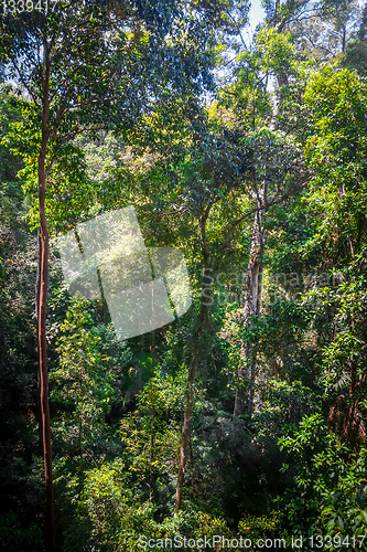 Image of Canopy in jungle, Taman Negara national park, Malaysia