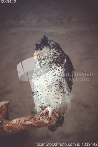 Image of Barred eagle owl