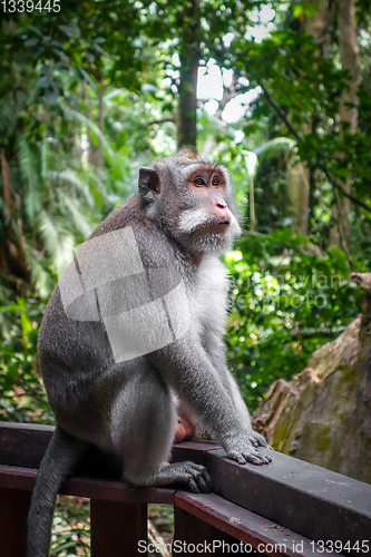 Image of Monkey in the Monkey Forest, Ubud, Bali, Indonesia