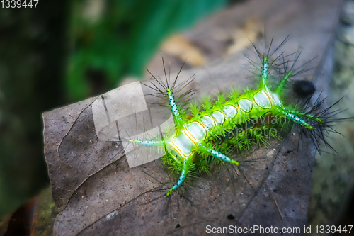 Image of Stinging Slug Caterpillar, Taman Negara national park, Malaysia