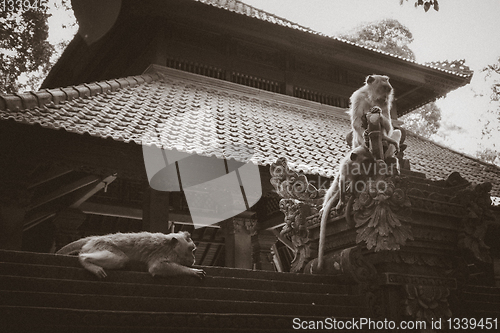 Image of Monkeys on a temple roof in the Monkey Forest, Ubud, Bali, Indon