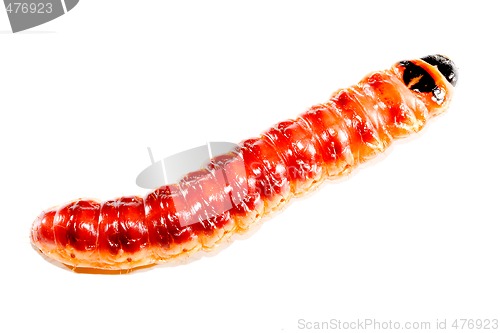 Image of Superworm