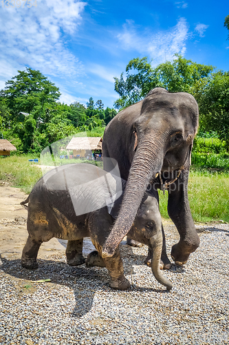 Image of Mother and Baby elephant in protected park, Chiang Mai, Thailand