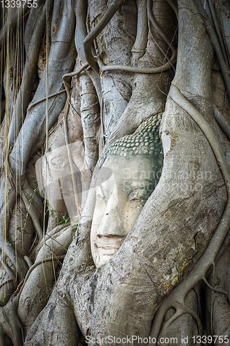 Image of Buddha Head in Tree Roots, Wat Mahathat, Ayutthaya, Thailand