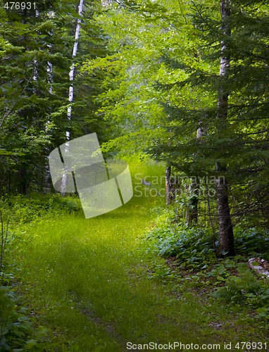 Image of Green Track Through Wet Forest