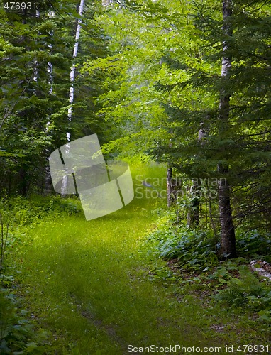 Image of Green Track Through Wet Forest