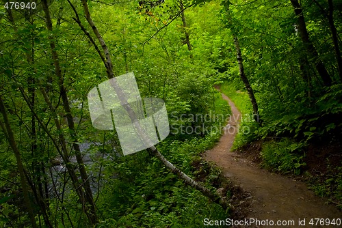 Image of Path Out of Dark Forest