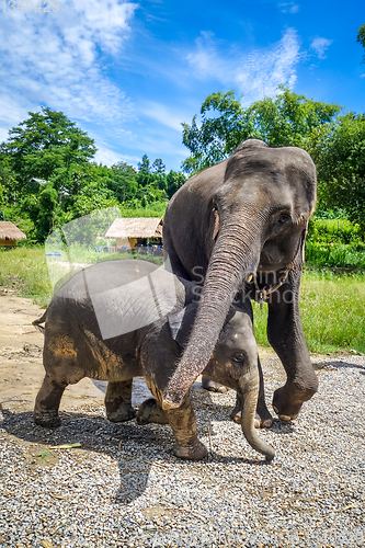 Image of Mother and Baby elephant in protected park, Chiang Mai, Thailand