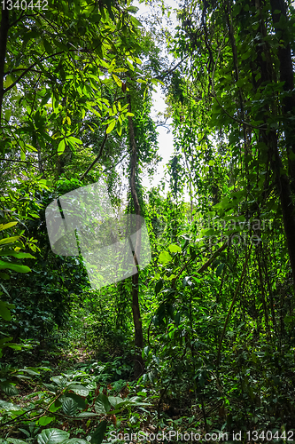 Image of jungle forest, Chiang Mai, Thailand