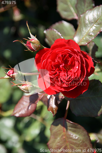 Image of Red rose