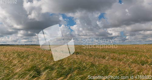 Image of landscape of wheat field at harvest