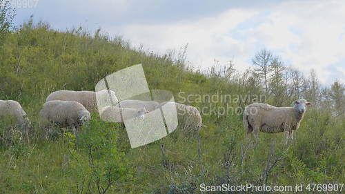 Image of Group of sheep gazing, walking and resting on a green pasture in Altai mountains. Siberia, Russia