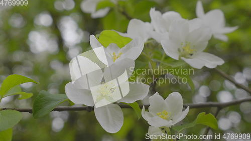 Image of Garden with blossoming apple trees in spring.