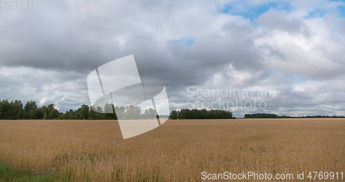 Image of landscape of wheat field at harvest