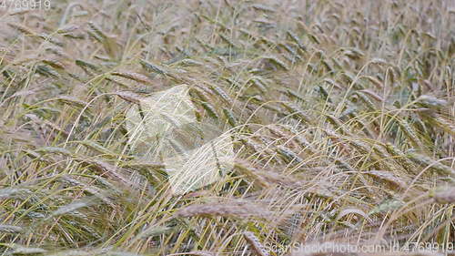 Image of Fields of wheat at the end of summer fully ripe