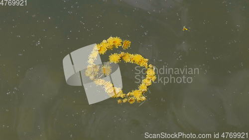 Image of Wreath of dandelion flowers floats on water.