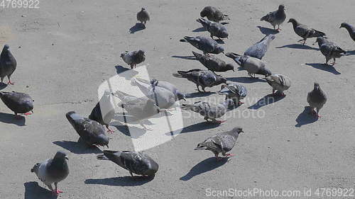 Image of Flock of pigeons feeding on the town square