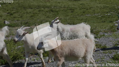 Image of Group of sheep gazing, walking and resting on a green pasture in Altai mountains. Siberia, Russia