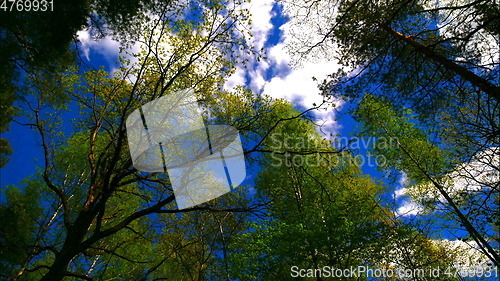 Image of Time lapse european mixed forest. Tops of the trees. Looking up to the canopy.