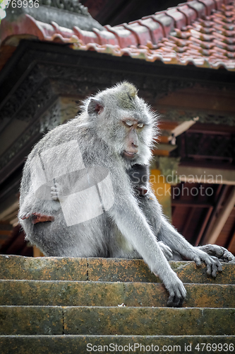 Image of Monkeys on a temple roof in the Monkey Forest, Ubud, Bali, Indon