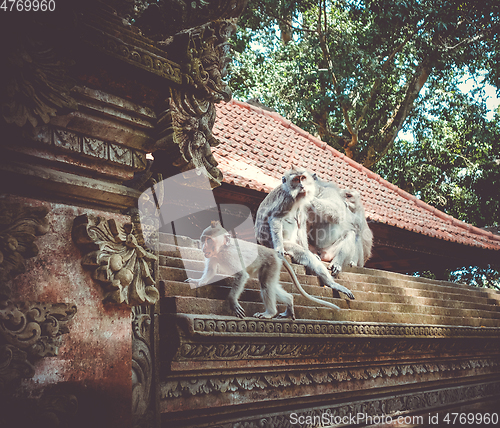 Image of Monkeys on a temple roof in the Monkey Forest, Ubud, Bali, Indon