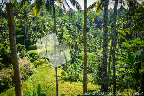 Image of Paddy field in Gunung Kawi temple, Ubud, Bali, Indonesia