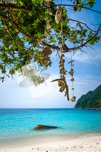 Image of Hanging coral on Turtle Beach, Perhentian Islands, Terengganu, M