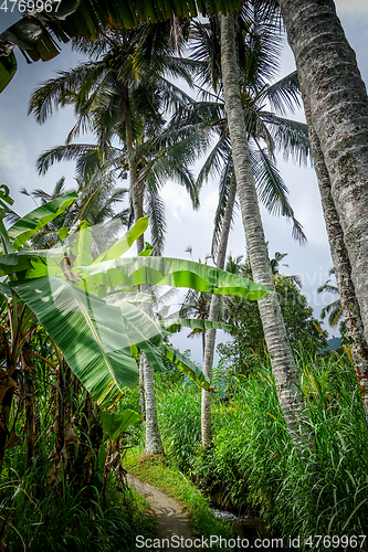 Image of Palm trees in Paddy field, Munduk, Bali, Indonesia