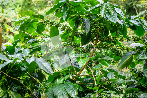 Image of Coffee plantation near Chiang Mai, Thailand