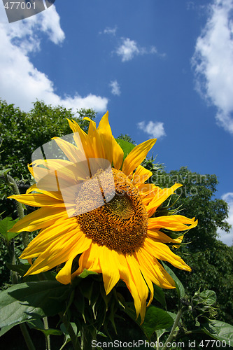 Image of Sunflower