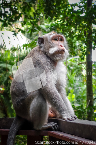 Image of Monkey in the Monkey Forest, Ubud, Bali, Indonesia