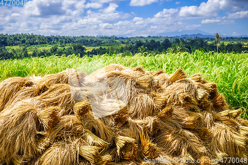 Image of Rice harvest drying, Jatiluwih, Bali, Indonesia
