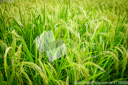 Image of Paddy field rice detail, Munduk, Bali, Indonesia