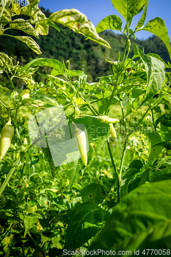 Image of Chilli pepper plantation, Sidemen, Bali, Indonesia