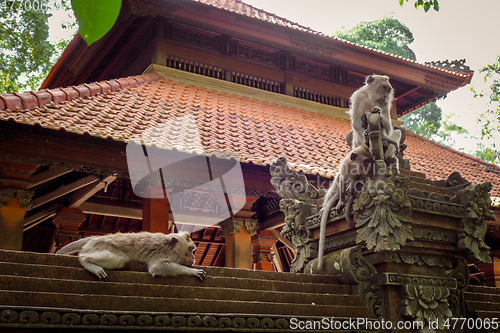 Image of Monkeys on a temple roof in the Monkey Forest, Ubud, Bali, Indon