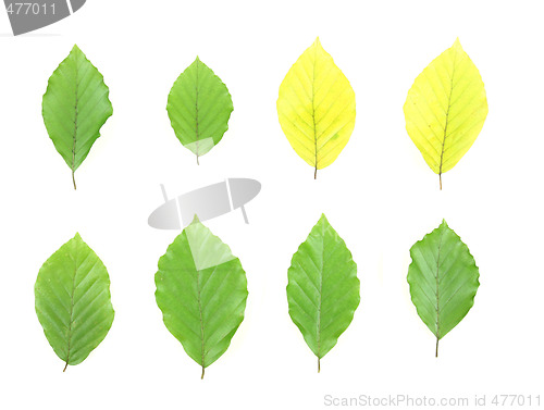 Image of Isolated leaves