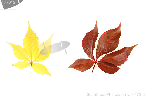 Image of Colorful leaves