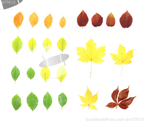 Image of Autumn leaves