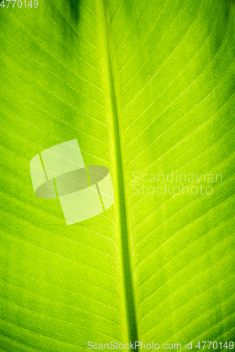 Image of Green palm leaf macro view